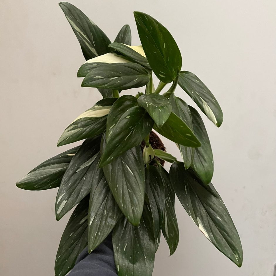 Monstera Standleyana Plant Care Guide