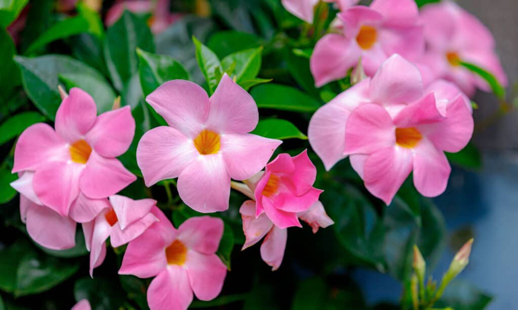 Your Best Dipladenia Plant Care Guide