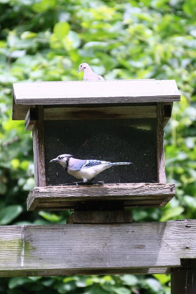 Blue Jay and Mourning Dove on house feeder