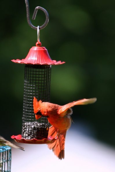 Cardinal on mesh tube feeder