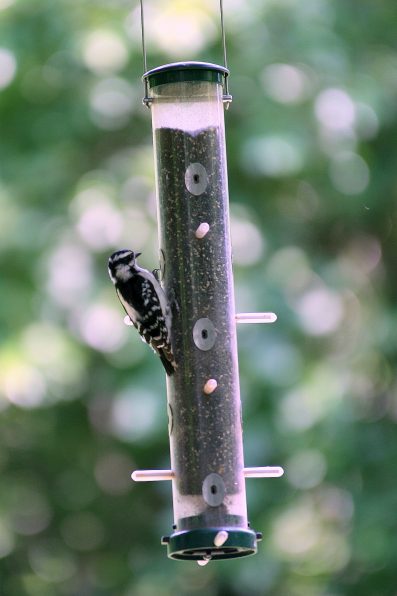 Downy Woodpecker on tube feeder