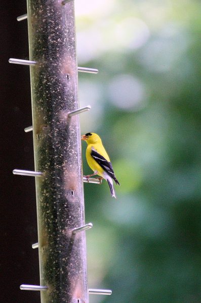 Goldfinch on Nyjer seed tube feeder