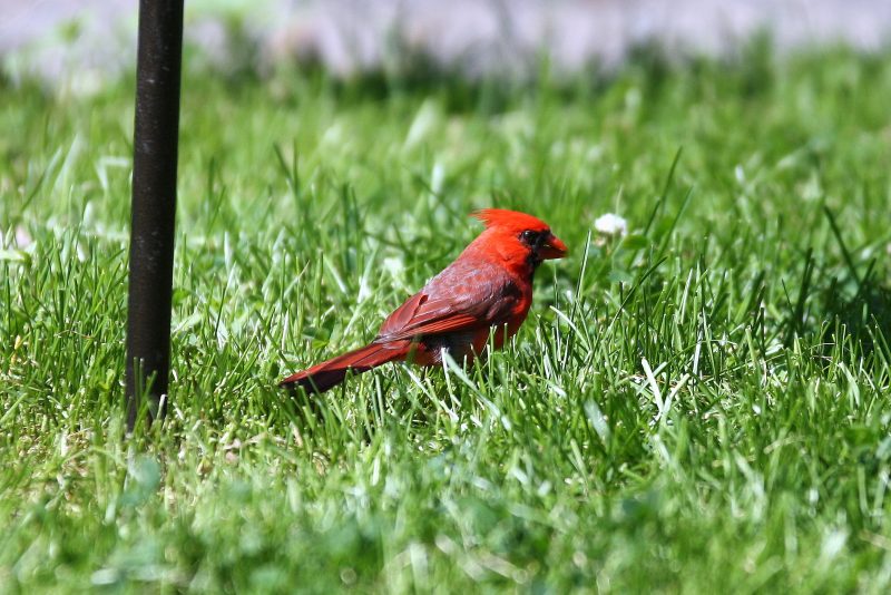 cardinal feeding on the ground