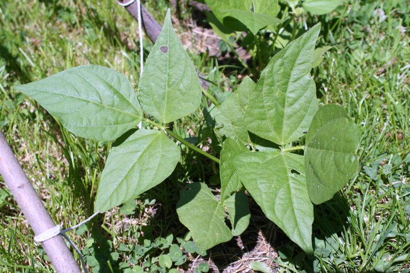 green bean leaves