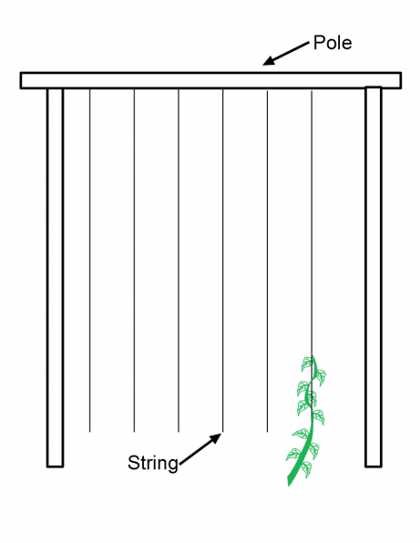 pole bean string support
