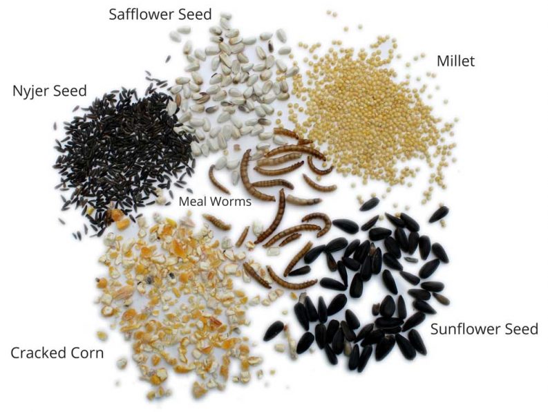 types-of-seed