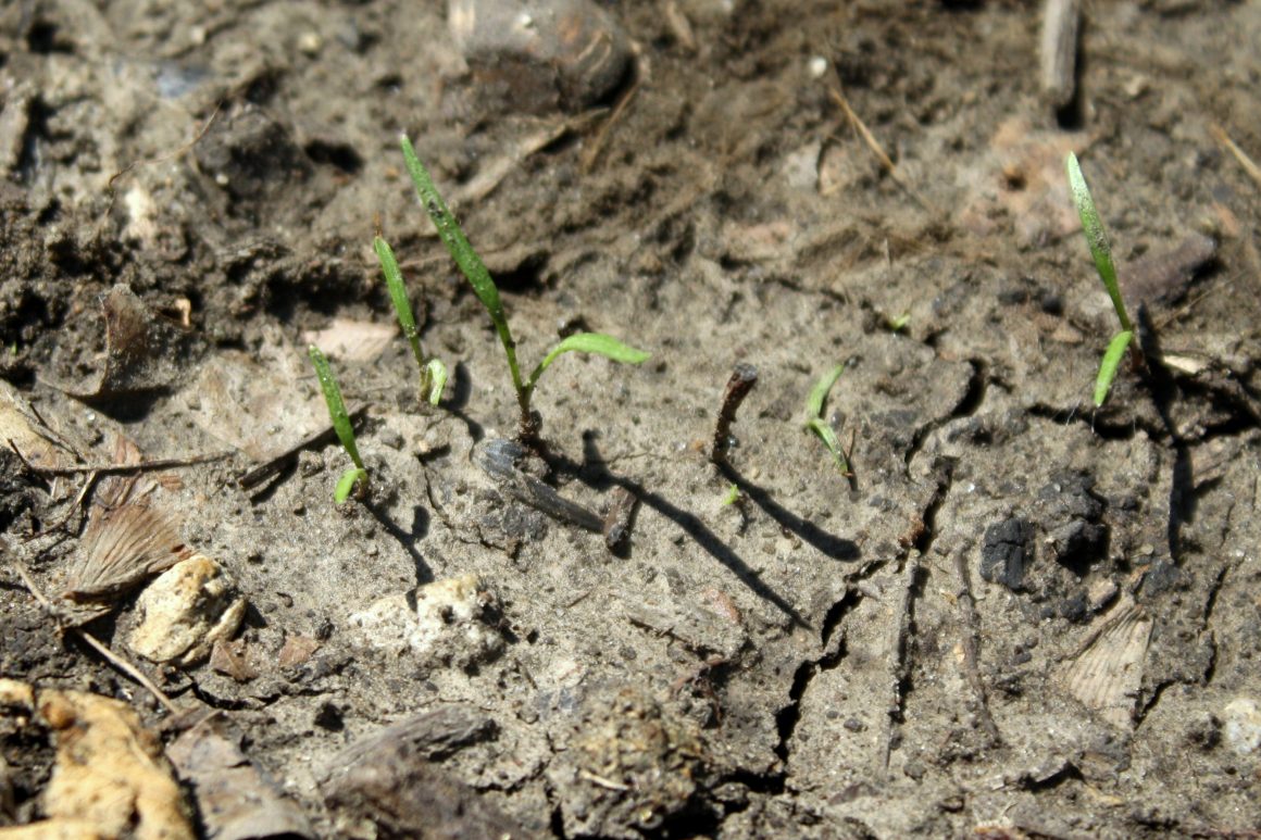 Learn the Tricks to Grow Tasty Carrots in Your Backyard