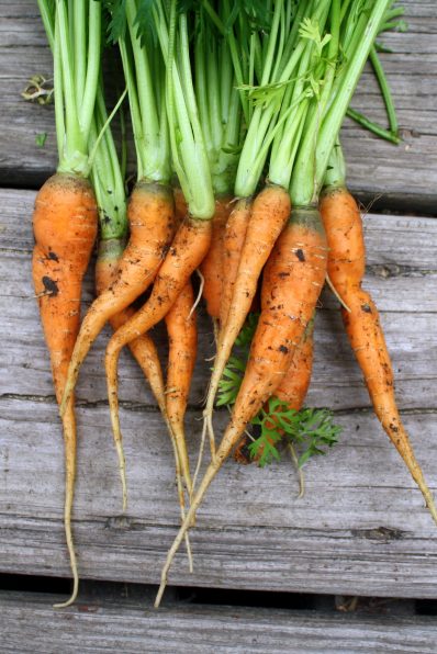 danver-carrots