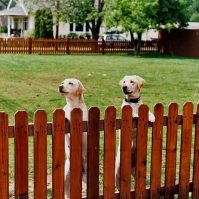 Backyard Fencing: How to Pick the Right Fence for Keeping Things In or Out
