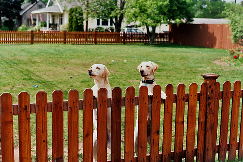 fenced-in-pets