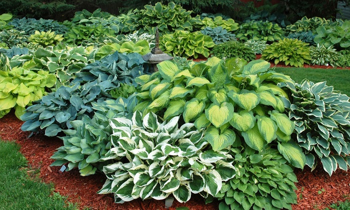 hosta-plants