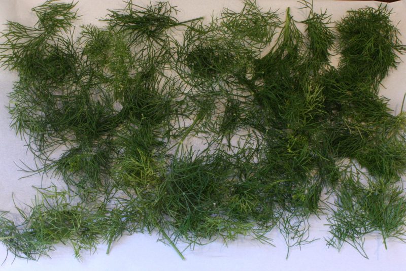 oven-dried-dill