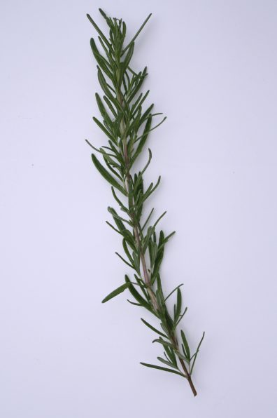 rosemary-to-freeze