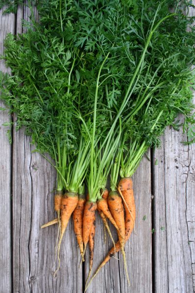 small-carrot-large-tops
