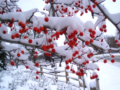 berry-tree-in-winter