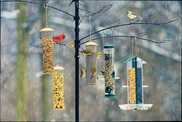 birds-on-feeders