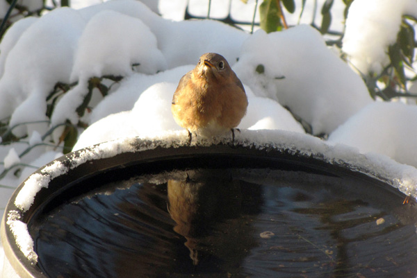 winter-bird-bath