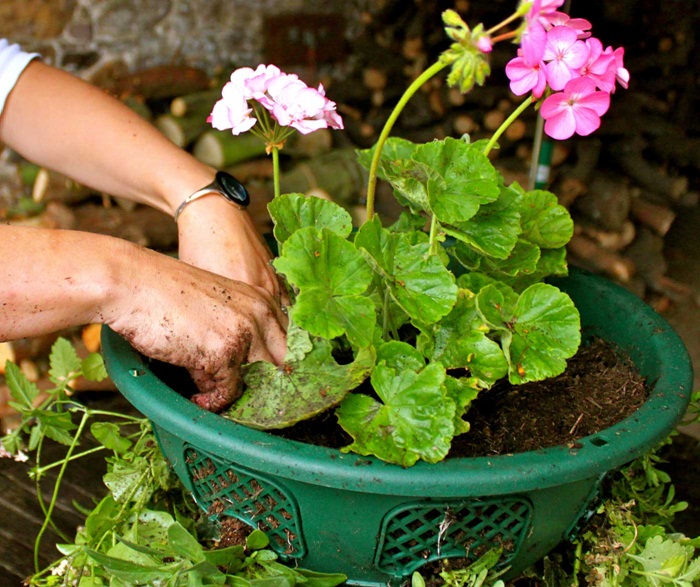 Hanging Flower Baskets: The Only Guide You'll Need