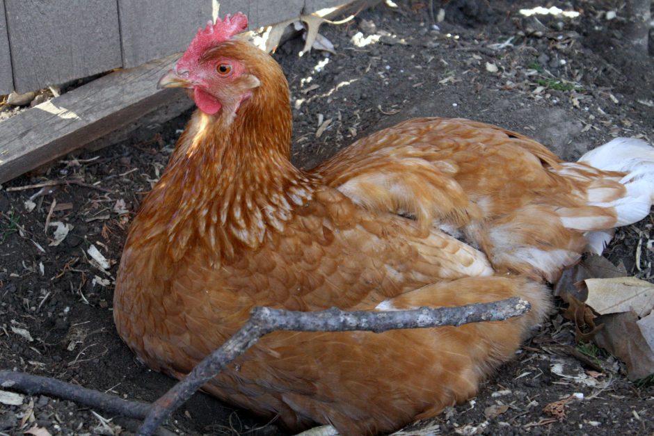 A Guide to Backyard Chickens for Beginners