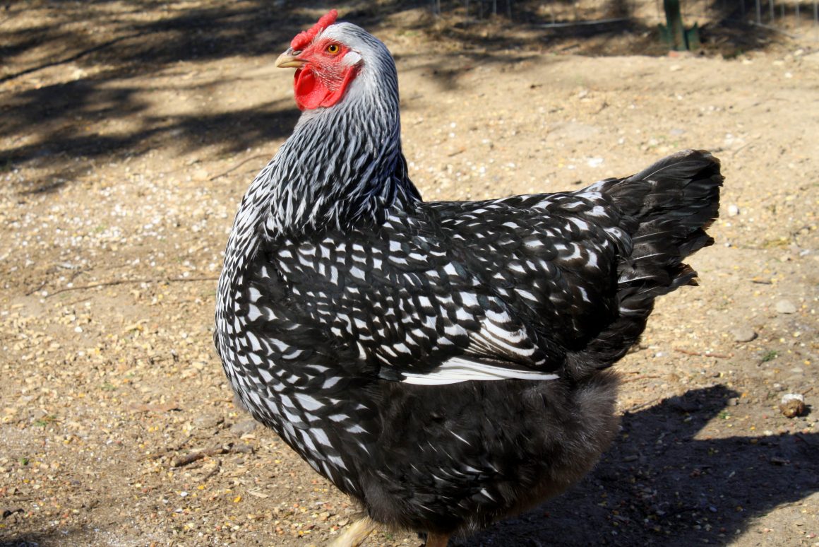 A Guide to Backyard Chickens for Beginners