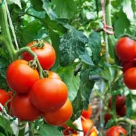 Growing Tomatoes from Seeds: A Step-By-Step Guide