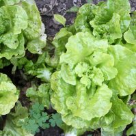 Salad Greens: Your guide to growing lettuce