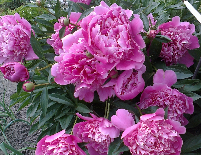 Curing Diseases in Your Peony Bushes