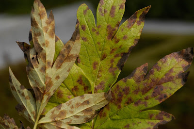 Leaf Blotch or Measles