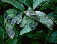 Phytophthora Blight on Peony