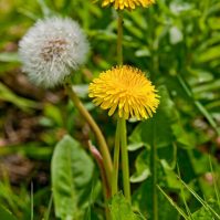 Grass Seed 101: 11 Common Lawn Weeds to Destroy Before Sowing New Grass