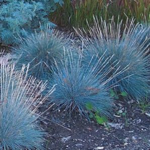 13 Best Ornamental Grasses