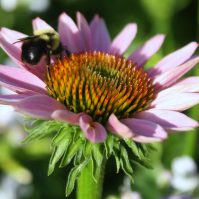 Coneflowers: Your Guide to the Prairie Native