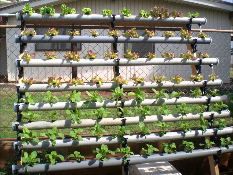 The Basics of Hydroponic Gardening