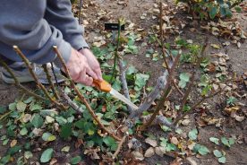 Simple Guide to Pruning Roses