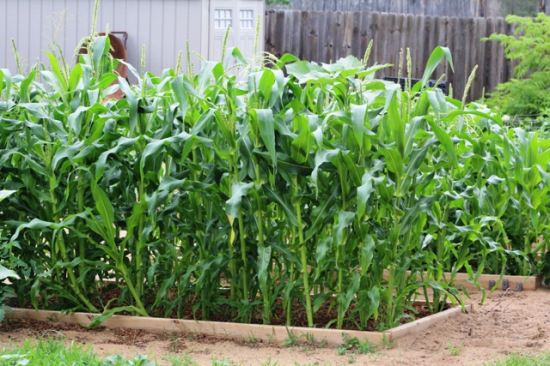 Growing Corn