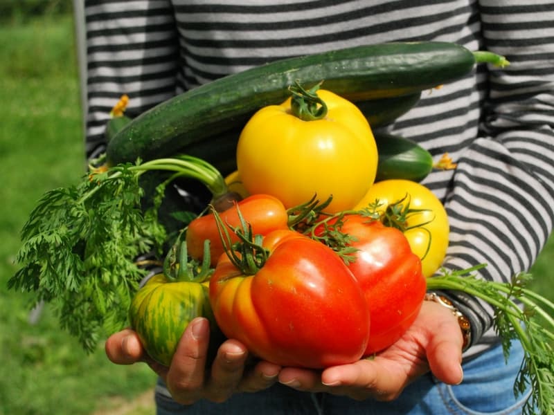 Mittleider Gardening Vegetables