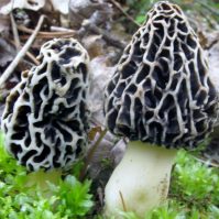 Morel Mushrooms: The Basics