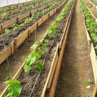 Making Your Own Mittleider Garden Fertilizer