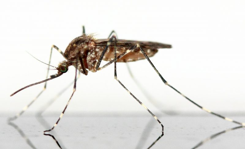 Picture of a mosquito