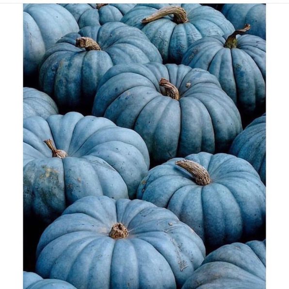 Blue pumpkins
