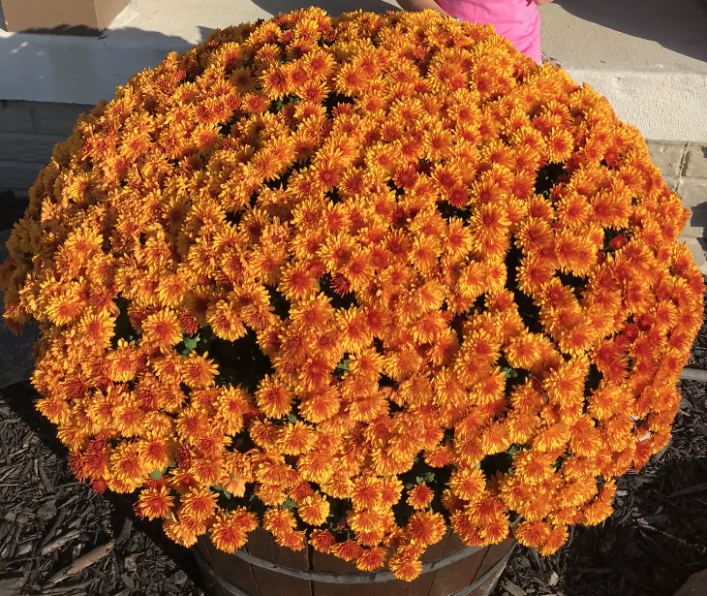 Mums for Thanksgiving