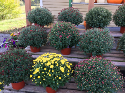Different colors of Mums