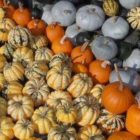 Types of Pumpkins - 6 Most Common Types for Fall