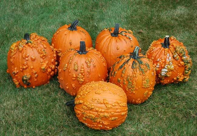 Warty pumpkins