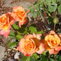 Your Guide to Knowing the Best Time to Plant Roses