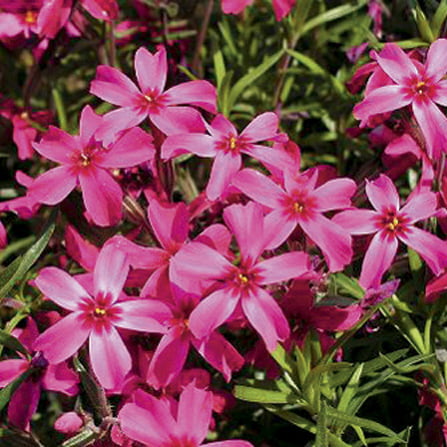 Phlox Guide And Tips Everything You Need To Know About Phlox