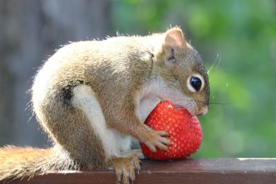 Squirrel with Strawberry