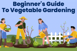 Beginner's Guide To Vegetable Gardening