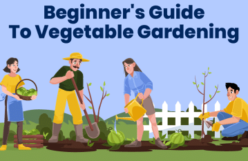 Beginner's Guide To Vegetable Gardening