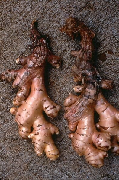 Ginger Root Rot